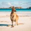 ¿Cuándo bañarse en Kangaroo Island?